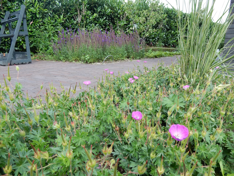 Grassen en bloemen voor kleur en fleur
