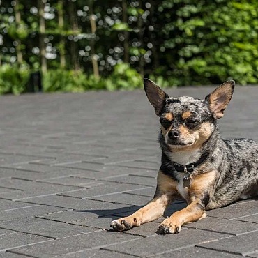 Keiformaat Terra Milano KF52