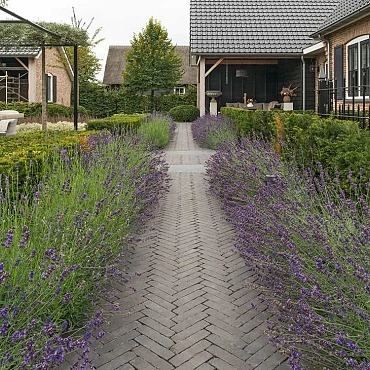 Gebakken Waalformaat Carbona Antica